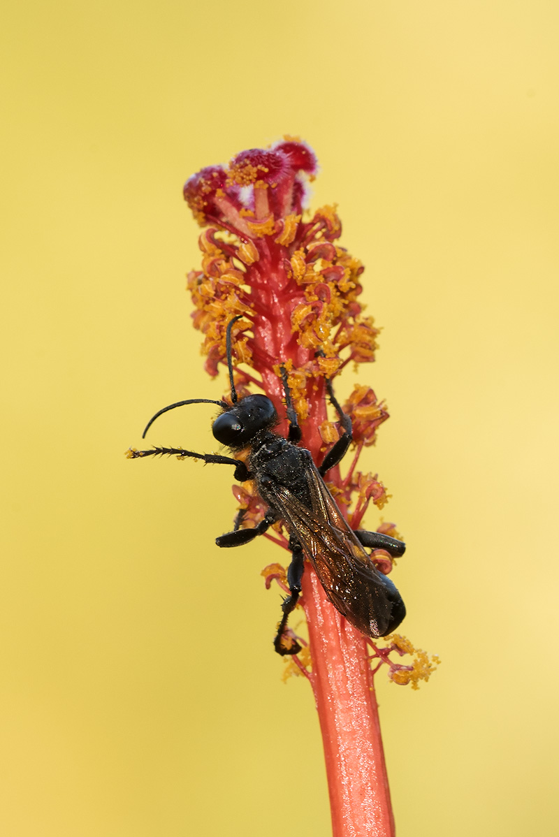 Sphecidae: Palmodes cfr. occitanicus, maschio